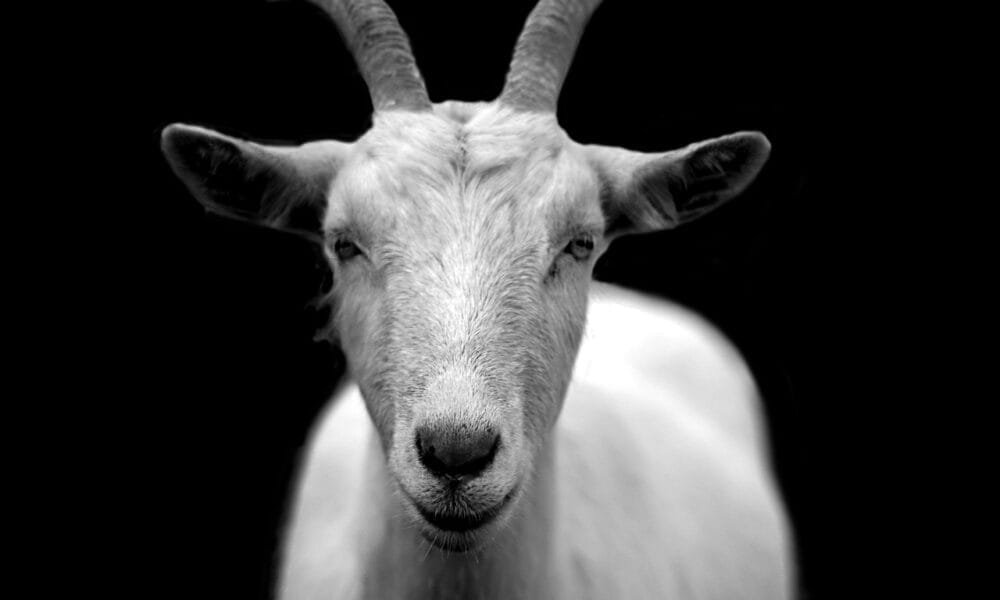 goat, animal, nature, livestock, mammal, domestic goat, horns, portrait, black and white, goat, goat, goat, goat, goat-50290.jpg