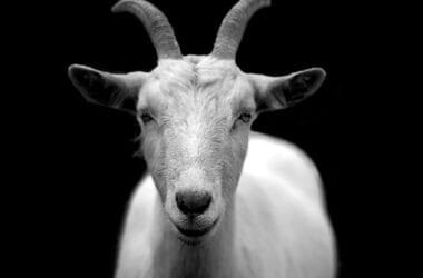 goat, animal, nature, livestock, mammal, domestic goat, horns, portrait, black and white, goat, goat, goat, goat, goat-50290.jpg