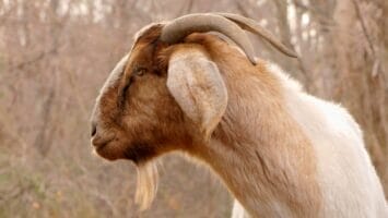 Thumbnail for The Greatest of All Time: Basketball GOATs