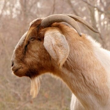 Thumbnail for The Greatest of All Time: Basketball GOATs